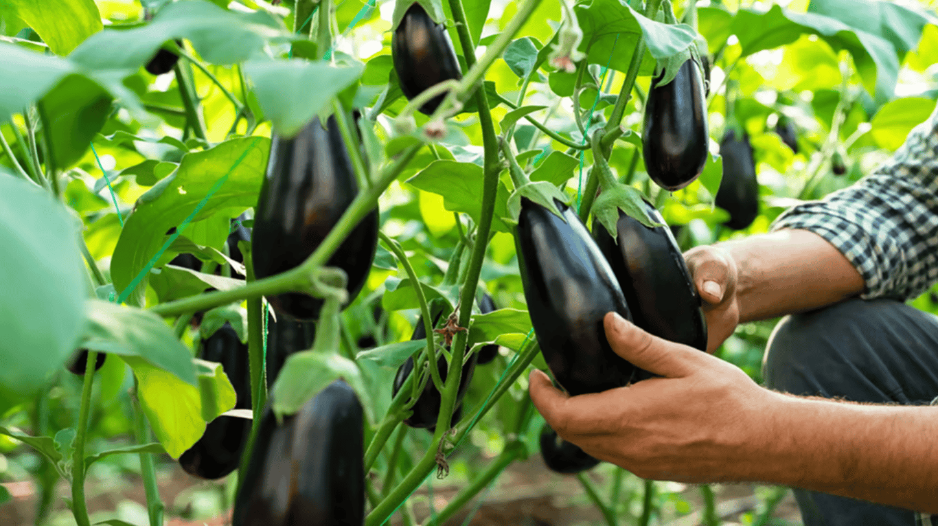 Де садити баклажани для рекордного врожаю — секретне місце на городі