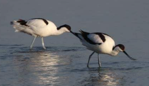 Кулики на Тузлівських лиманах