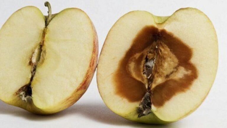 Разрезанное яблоко