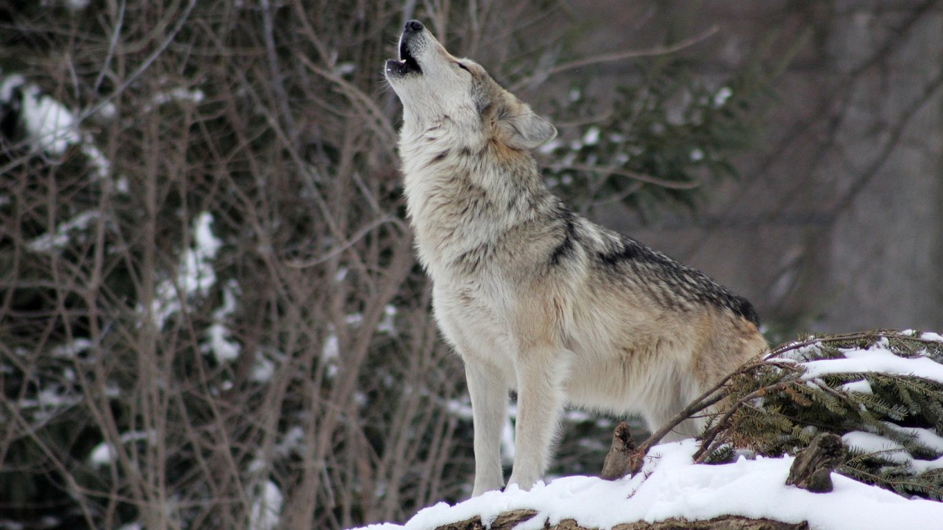 Волки, зараженные токсоплазмой, чаще подвергаются конфликтам с людьми, — ученые