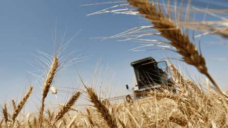 Ціни на зерно в Україні — скільки коштує пшениця у липні - 285x160