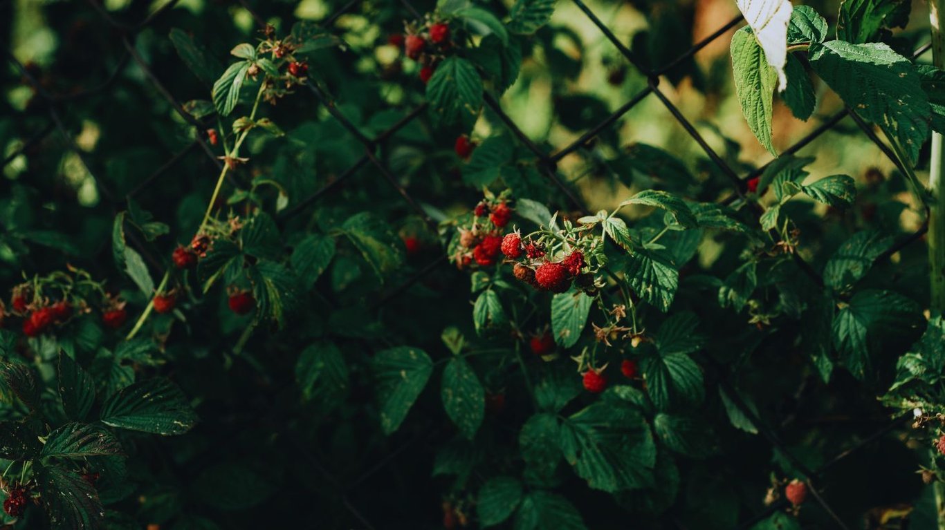 Кущі малини біля огорожі.