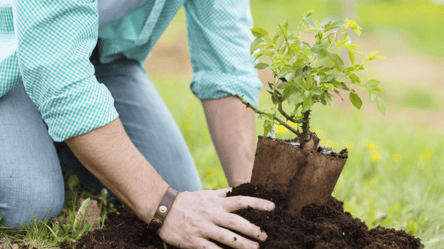 Ці дерева заборонено садити в Україні — які та чому - 285x160