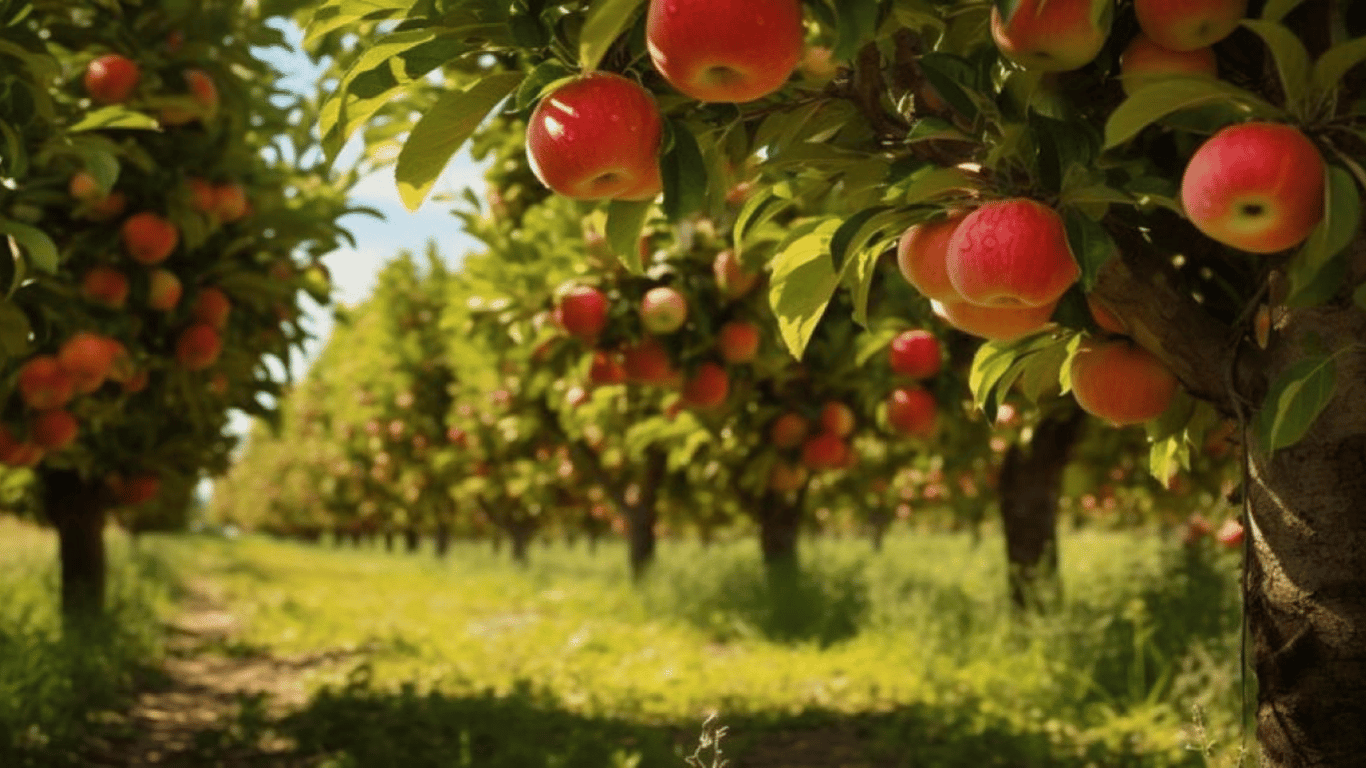 Як врятувати яблуню, з якої обсипаються плоди — прості, але дієві поради