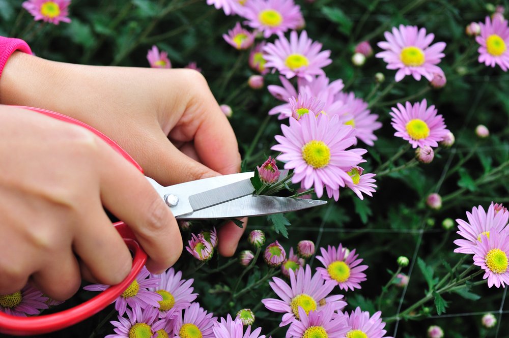 Обрезка хризантем