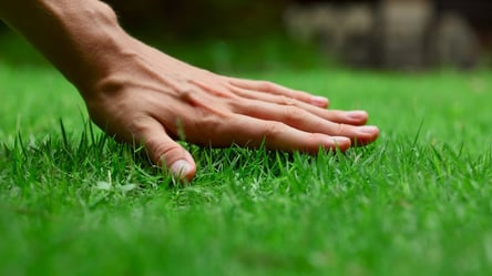 Как сделать газон густым и зеленым — главный секрет ухода - 285x160