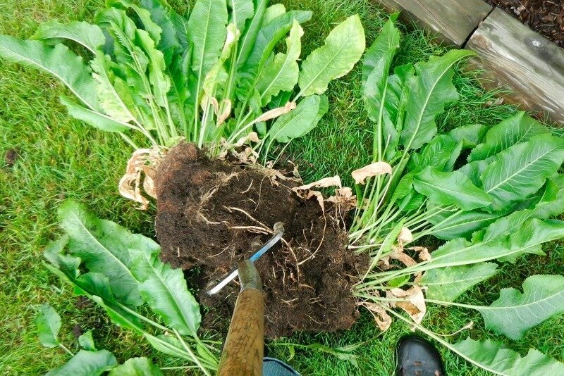 Растение хрена