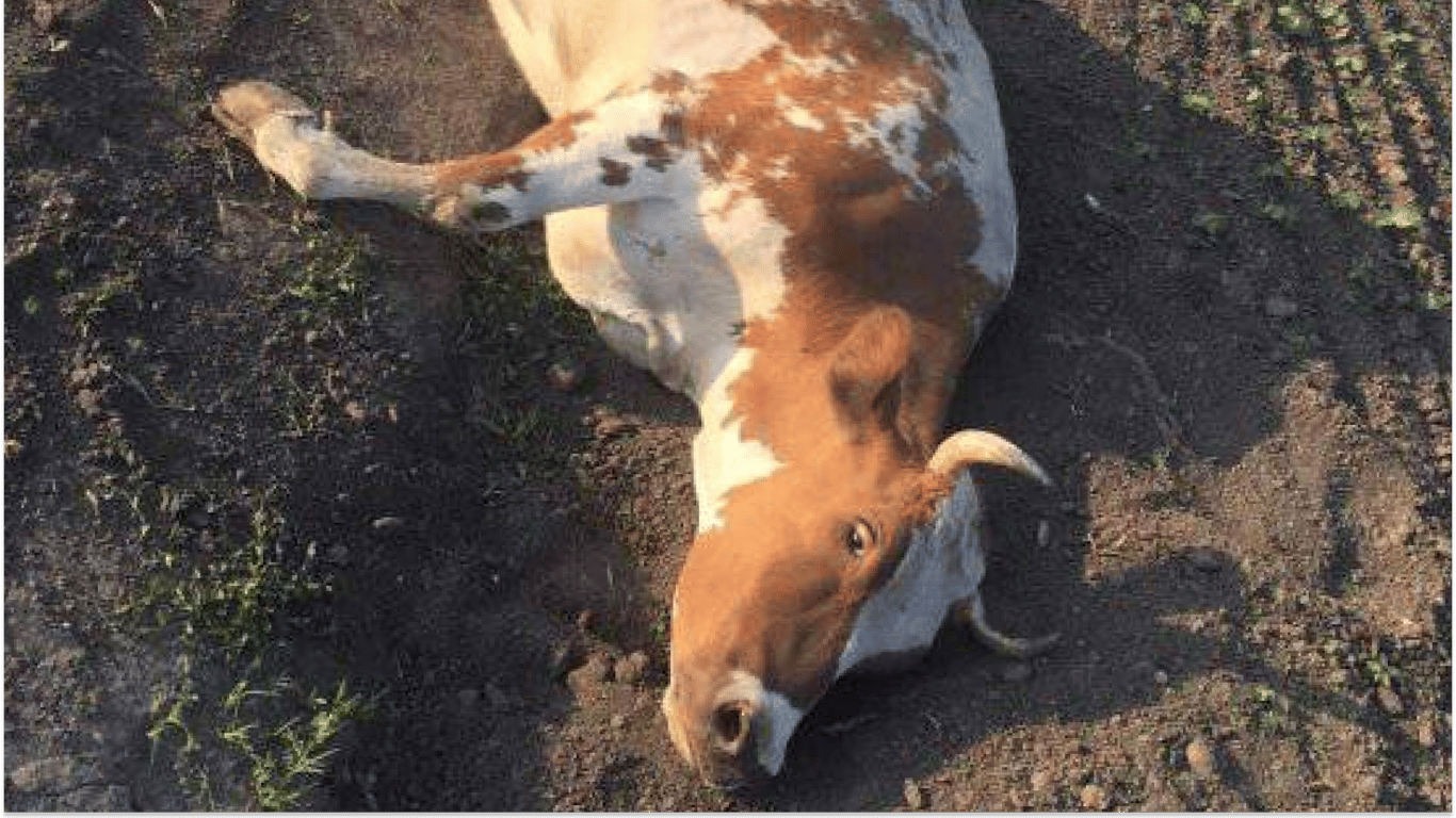 Суд у Хмельницькій області виніс вирок у справі знущання над коровою