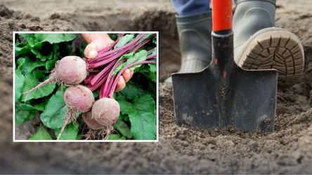 Урожай свеклы побьет все рекорды — что посадить рядом с овощем - 290x166