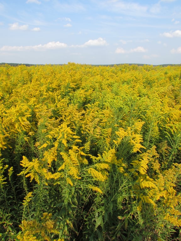 Цвітіння амброзії