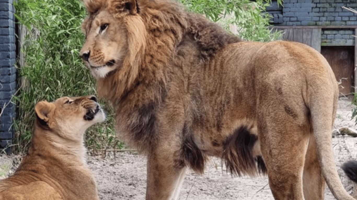 Спасенная львица из Киевской области нашла себе пару в Нидерландах