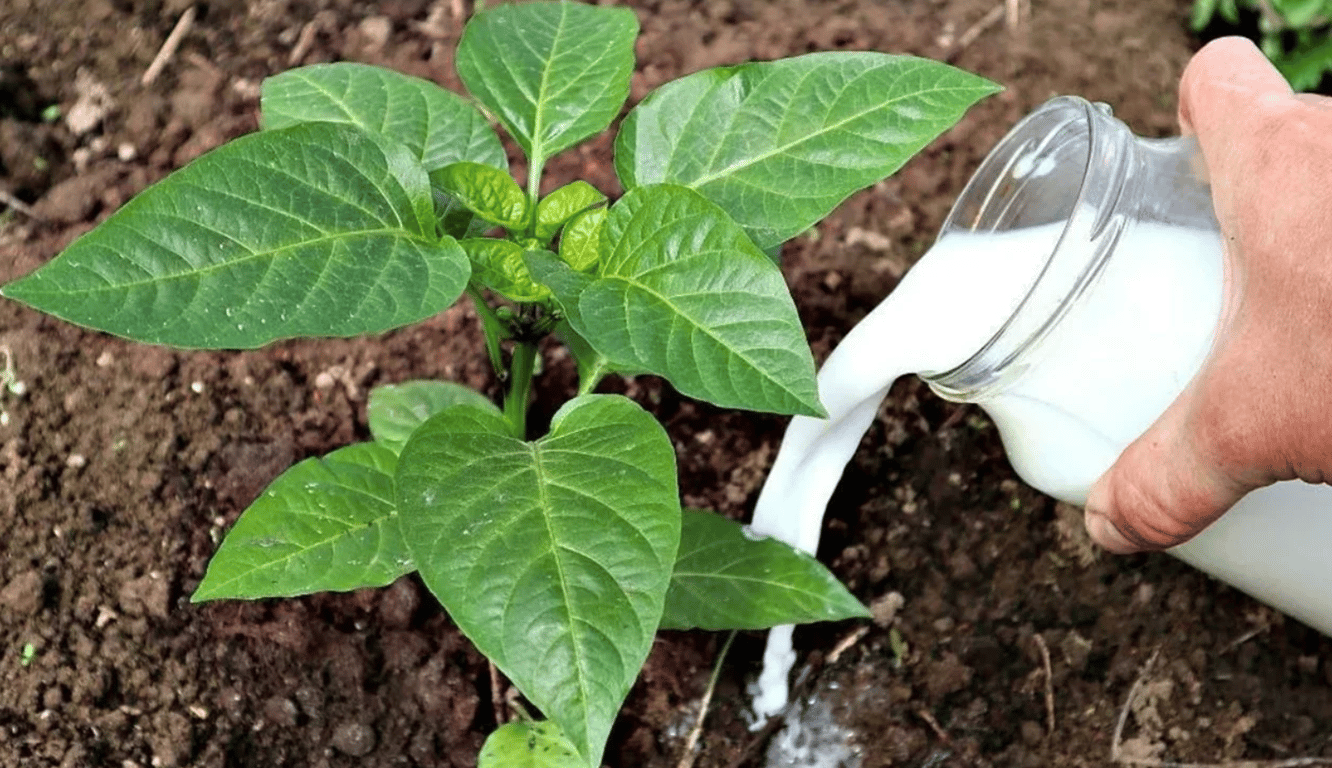 Человек, поливающий растение молоком