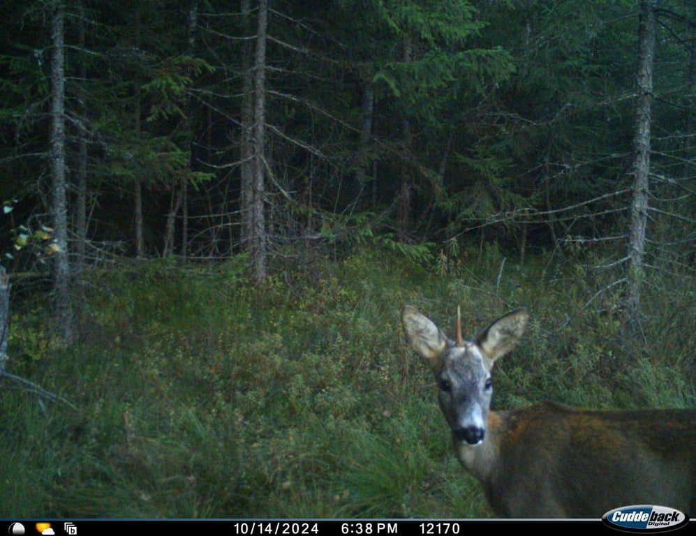 Козуля одноріг
