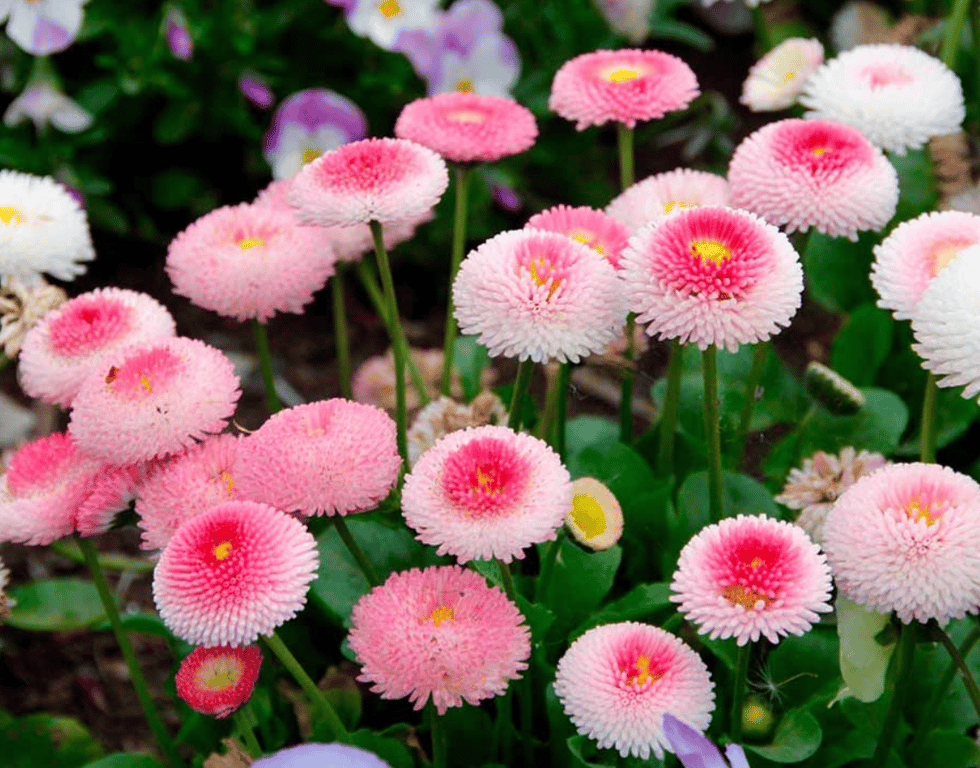 Маргаритки