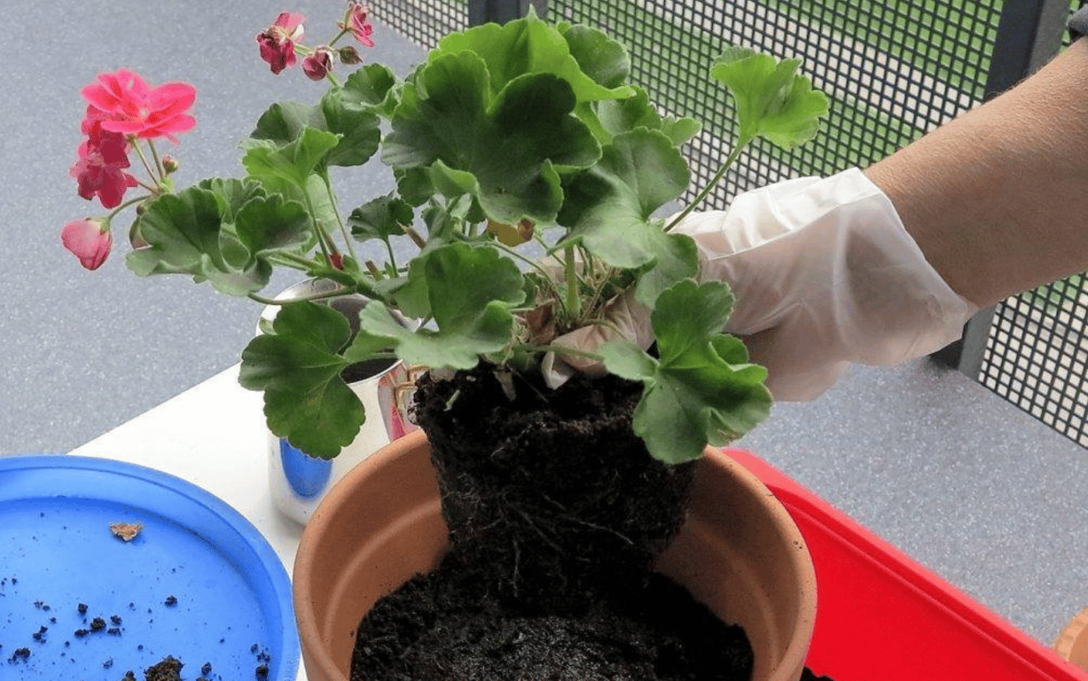 Пересадка герани