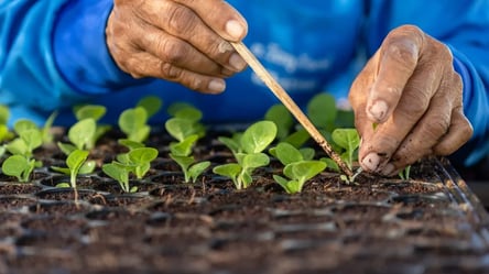 Місячний посівний календар на січень 2026 — що сіяти і коли - 285x160