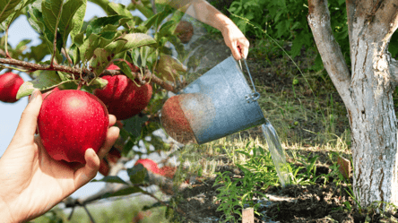 Чем подкормить яблони в ноябре 2025 — секрет щедрого урожая - 285x160