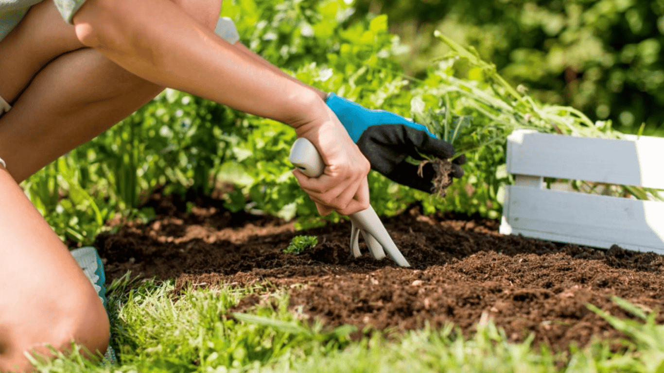 Як правильно полоти грядки на городі — поради та варіанти для садівників