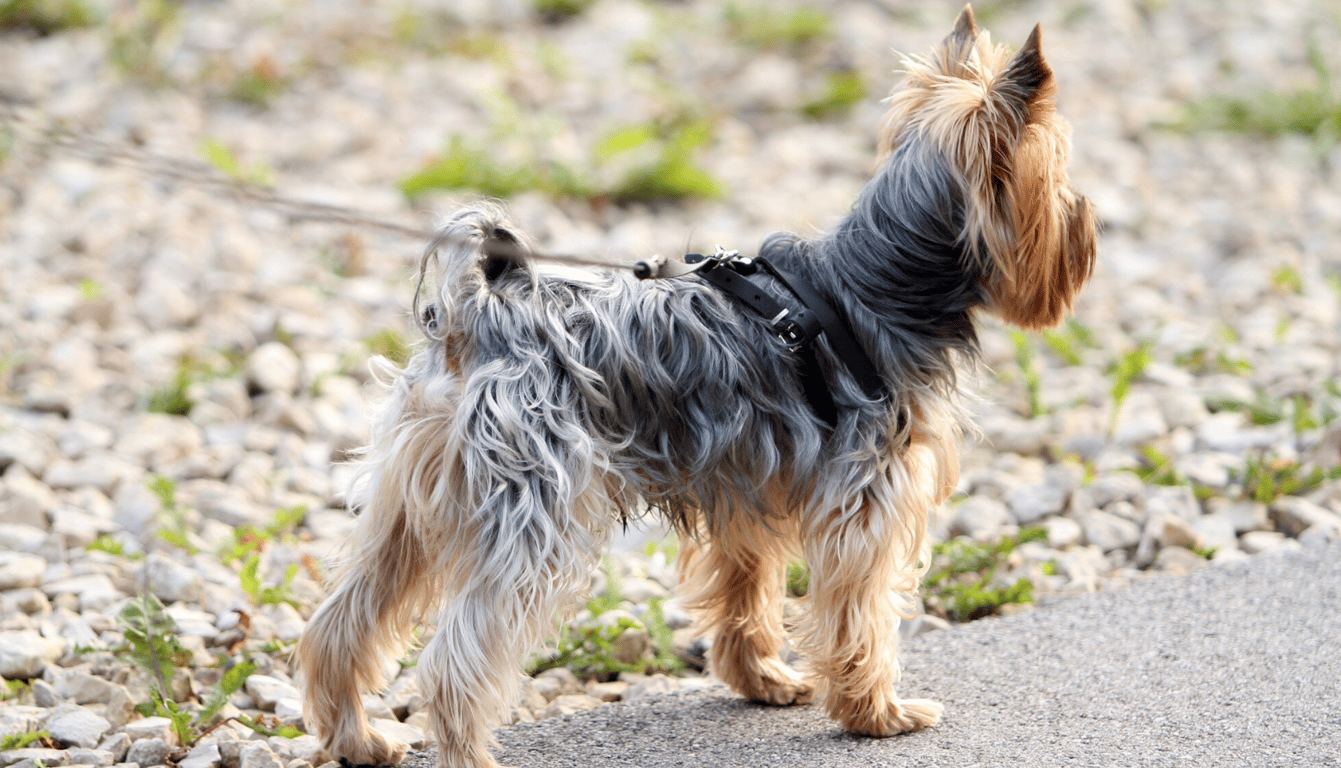 Йорки найпопулярніша порода собак в Україні