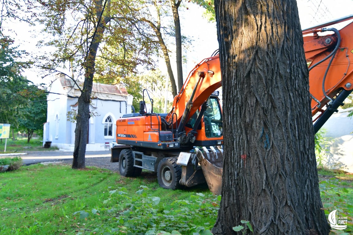 В Одесі незаконно вирубують столітні дуби — деталі, фото - фото 4