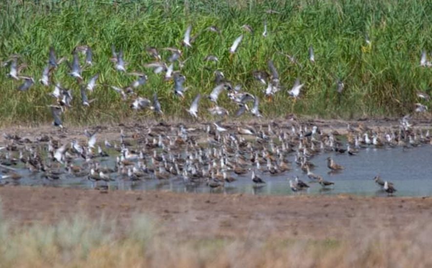 Птицы в Одесской области