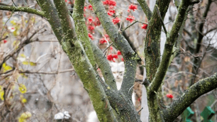 Захист щеплень на деревах взимку — прості поради садівникам - 285x160