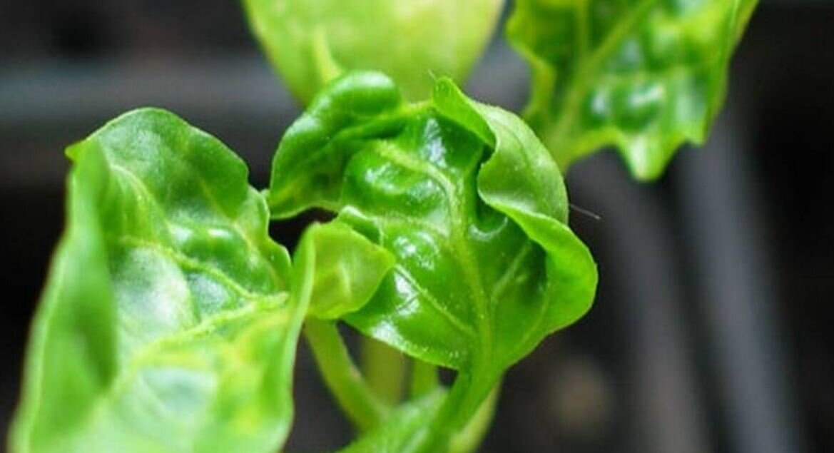 Скрученные листья перца