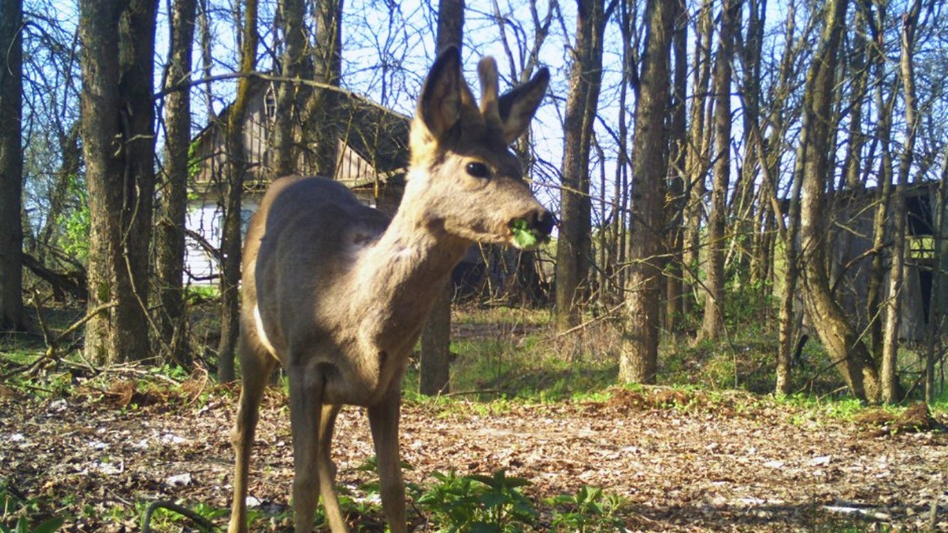У Чорнобильській зоні помітили рідкісний вид сарни