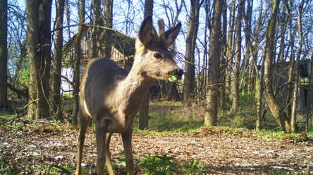 У Чорнобильській зоні помітили рідкісний вид сарни - 290x166
