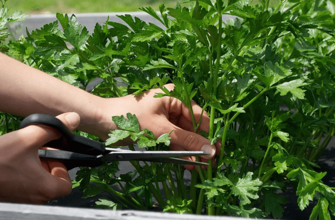 Обрезка петрушки