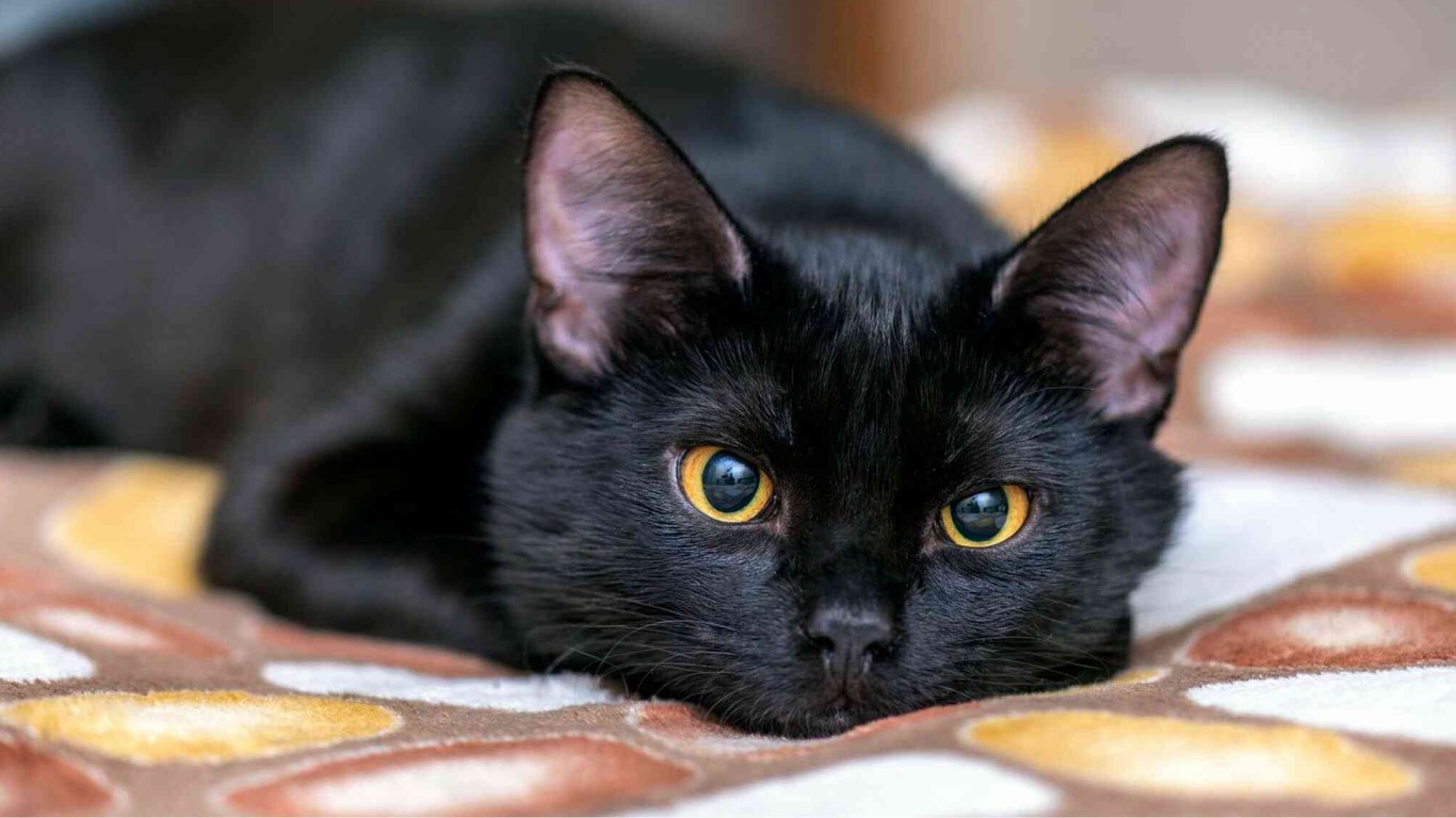 Як довго можна залишати кішку одну вдома — вчені назвали оптимальні терміни