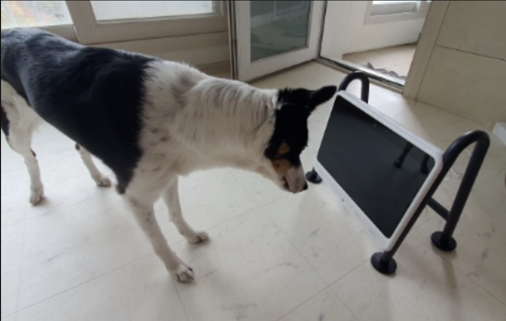 Телевізор для собак