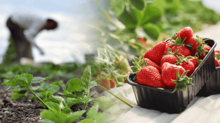 Лучший сорт клубники 2026 — сладкие ягоды будете собирать ведрами - 290x166