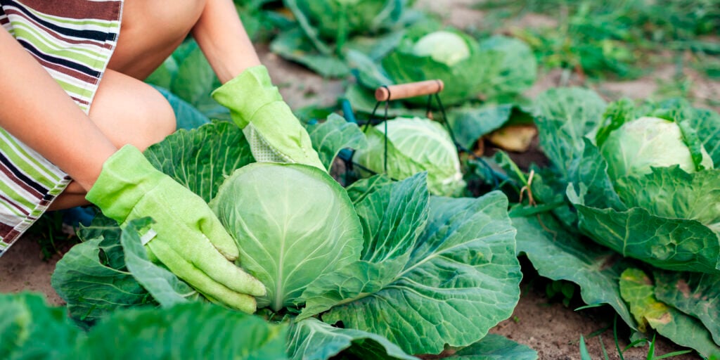 Чем прикормить капусту в начале июля