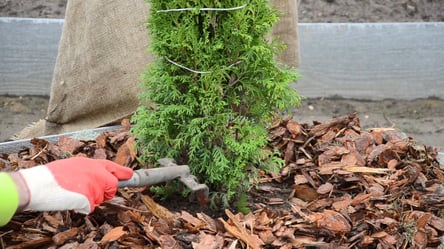 Ідеальне місце для туї — що треба знати перед посадкою - 285x160