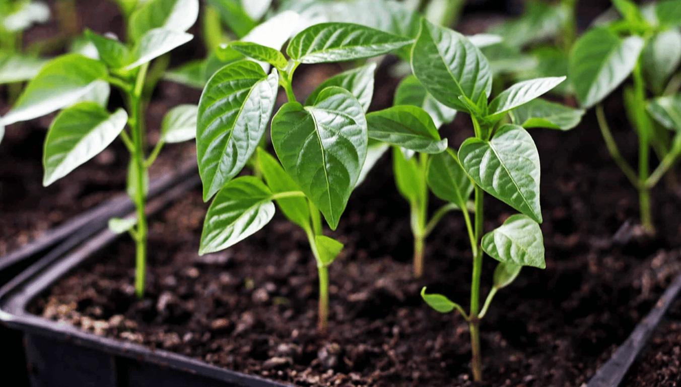 Рассада перца