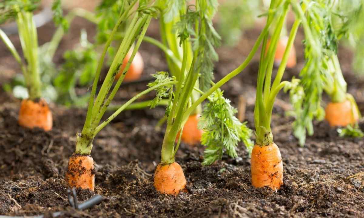 Урожай моркови