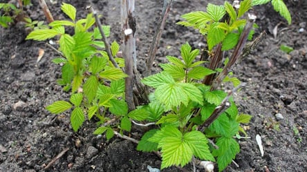 Малину й смородину потрібно перекопати вже в грудні — ось чому - 285x160