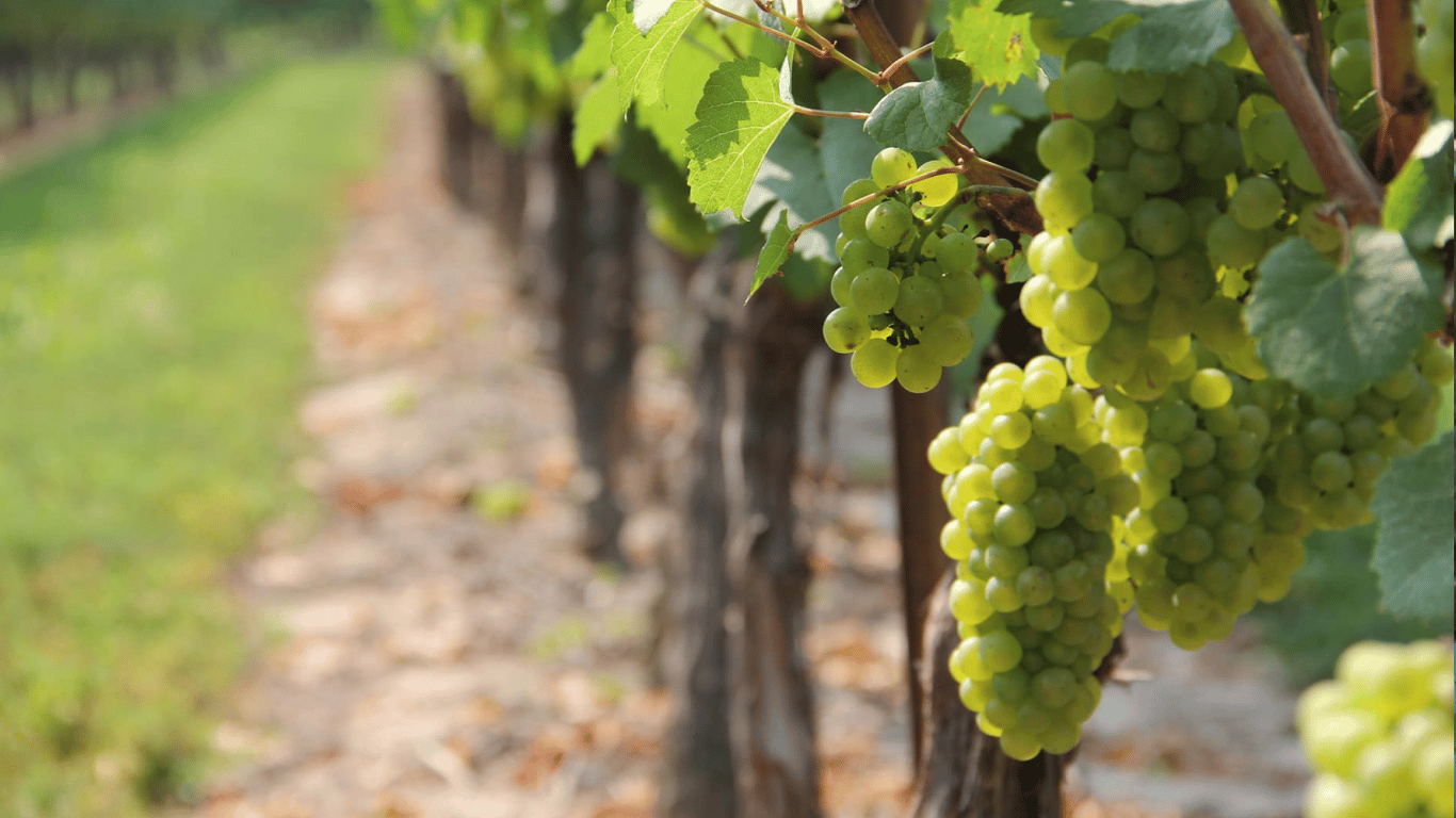 На Одещині зібрали 31 тисячу тонн винограду: скільки ще планують зібрати