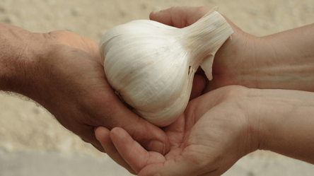 Озимий часник виросте розміром з кулак — дешеве органічне добриво - 285x160