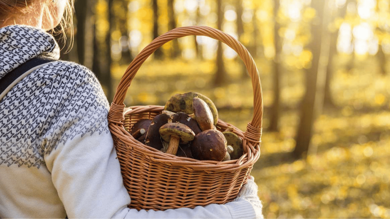 Сбор грибов в октябре 2023 — как найти и приготовить польский гриб