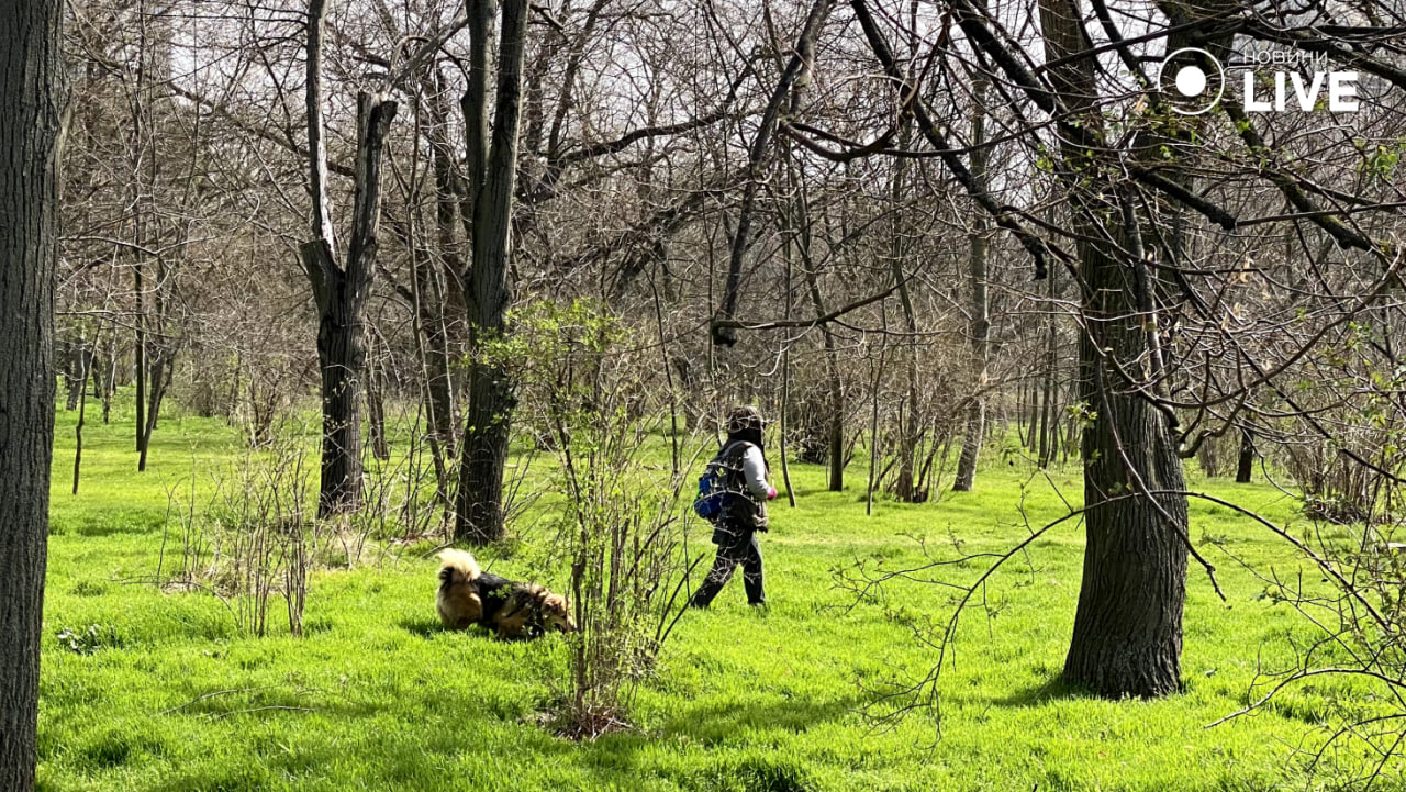 Природа Одеси прокидається — весняний квіт у парку Перемоги - фото 7