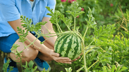 Найурожайніші сорти кавунів у 2025 році — поради садівників - 285x160