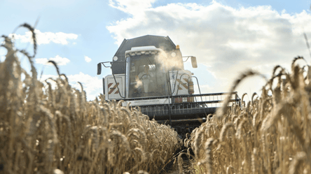 Цены на пшеницу безумно выросли — сколько стоит зерно в Украине - 290x160