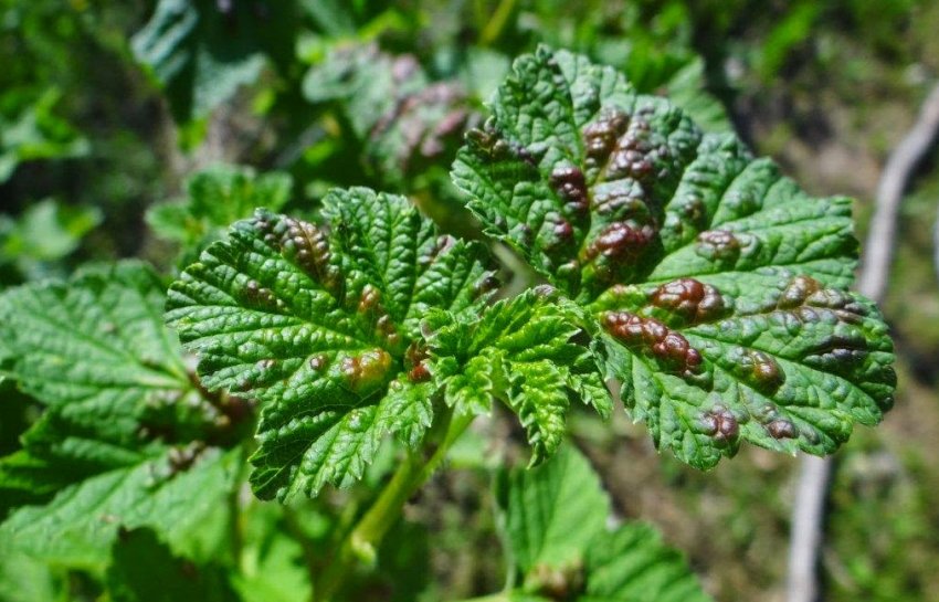 Столбчатая ржавчина на листьях смородины