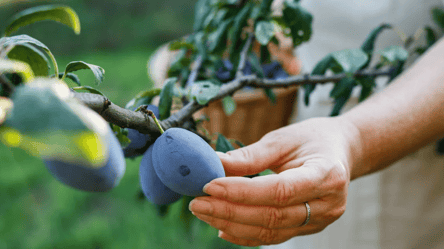 Чем стоит подкармливать сливу в саду — самые лучшие удобрения - 285x160