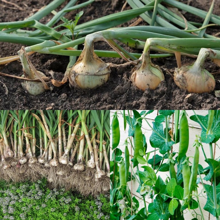 Лук, чеснок, горох