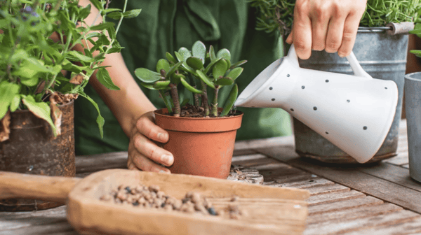 Що зробити, щоб грошове дерево зацвіло вдома - поради з догляду