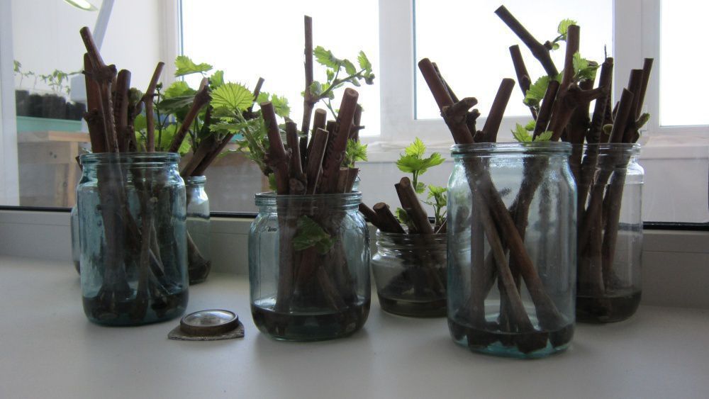 Кориця для укорінення живців — як використовувати