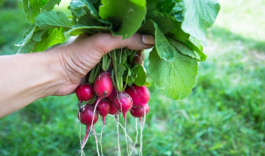 Собранный урожай редиса на огороде